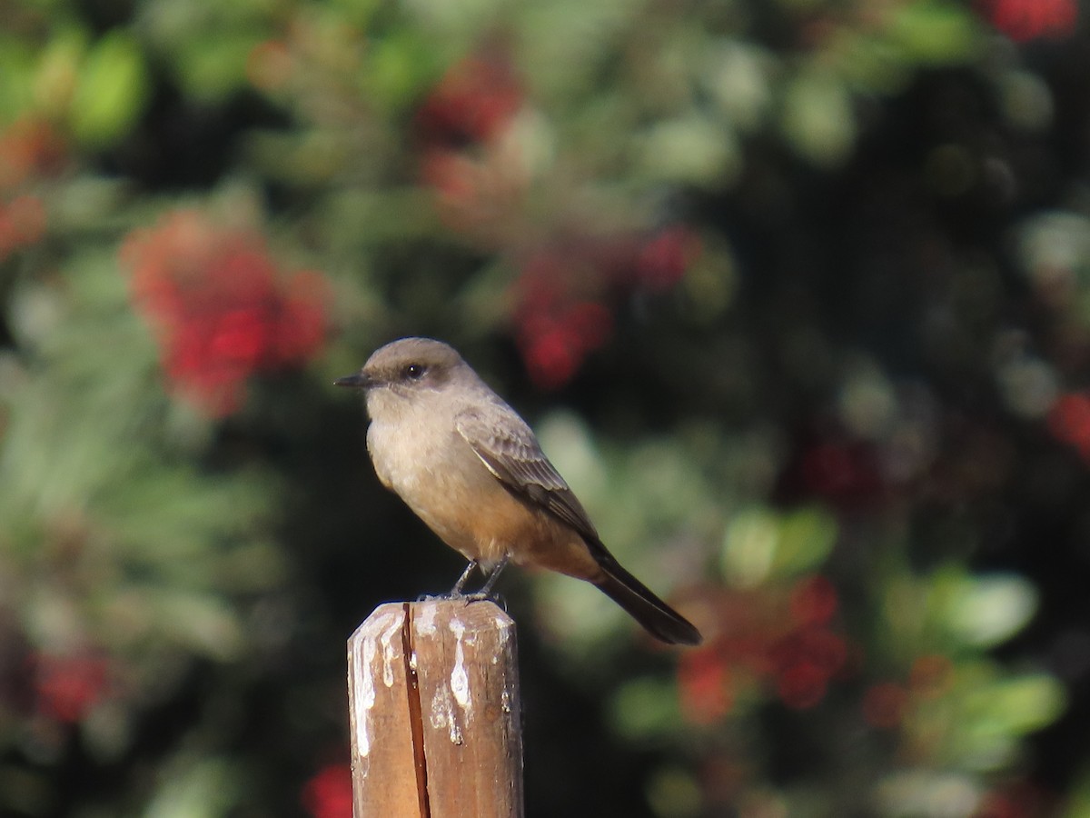 Moucherolle à ventre roux - ML646491163