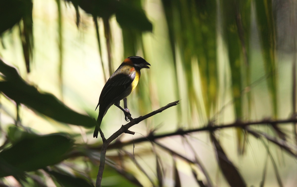 Зена пуерто-риканська - ML646491164