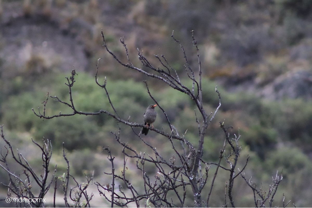 Дрізд великий - ML646491167