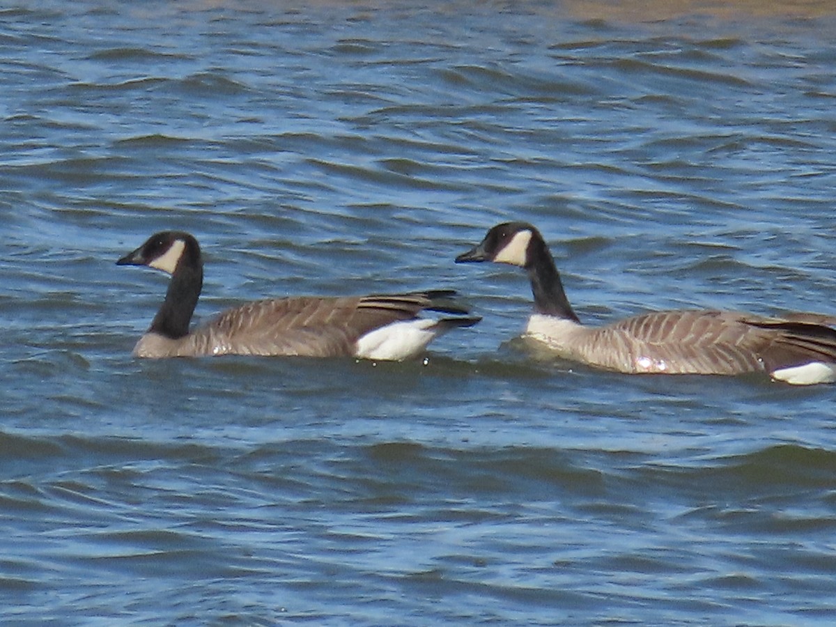 Казарка мала (підвид hutchinsii) - ML646491168