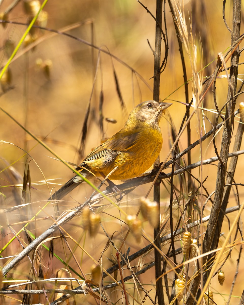 Вівсянчик патагонський - ML646491169