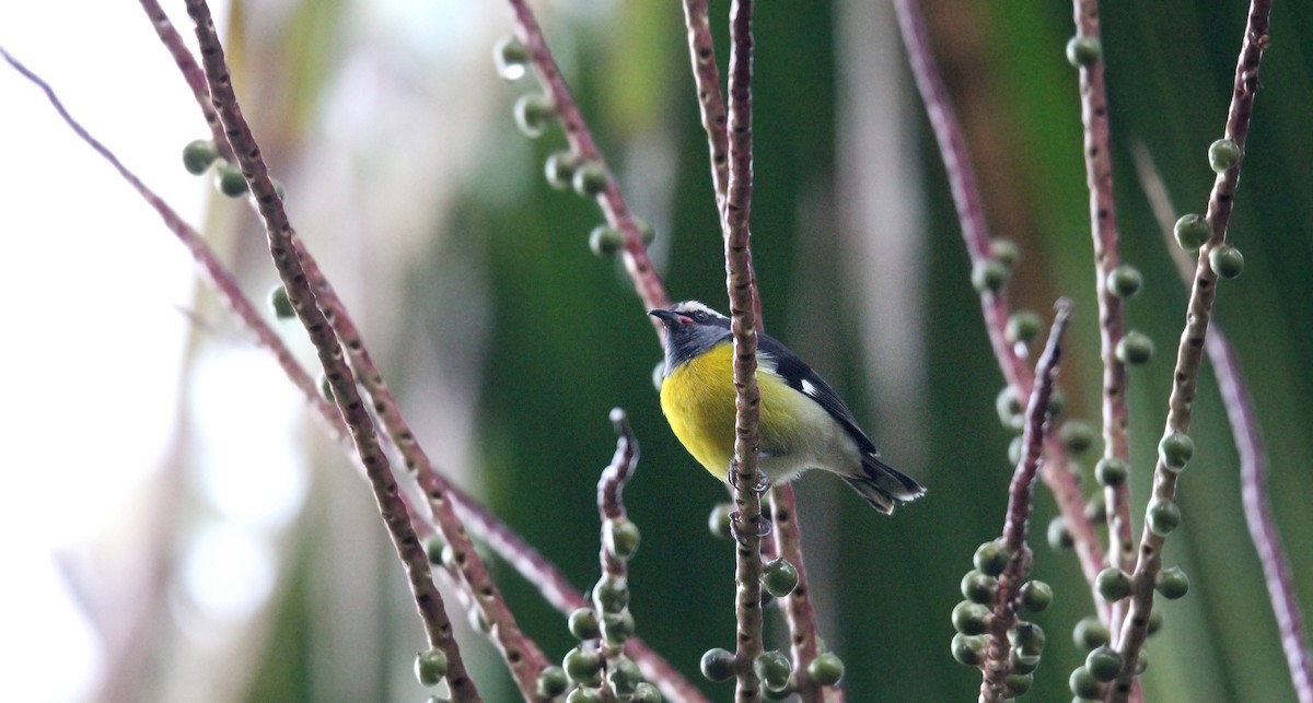 Цереба - ML646491170