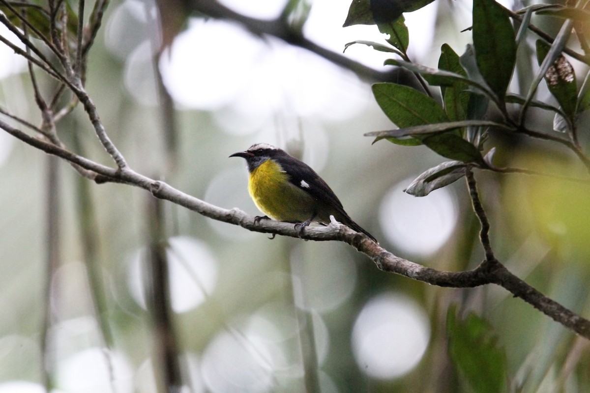 Цереба - ML646491171