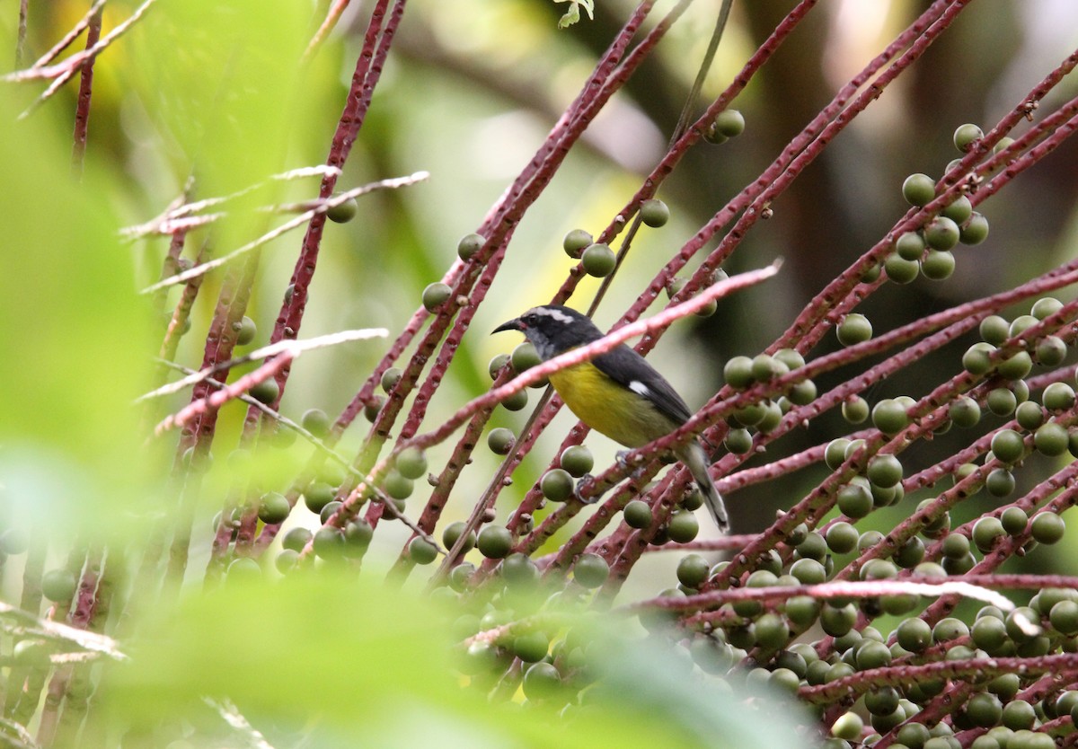 Цереба - ML646491172