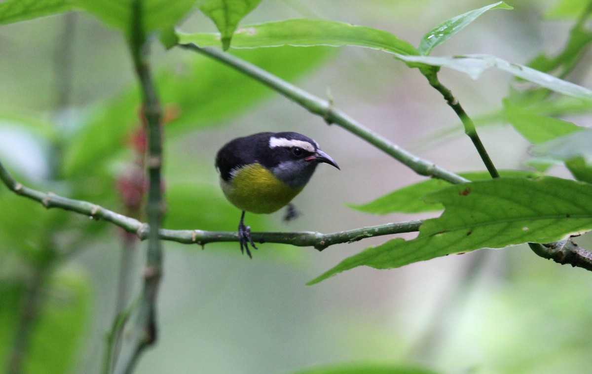 Цереба - ML646491173