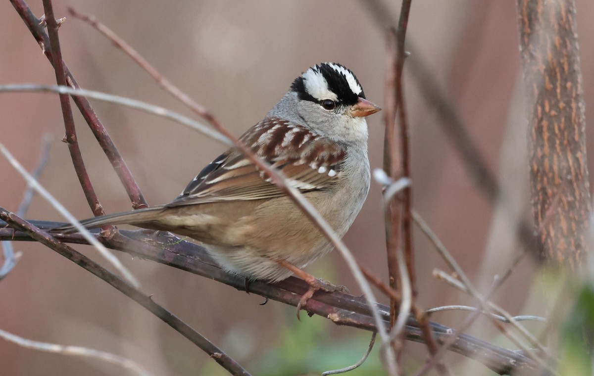 Бруант білобровий - ML646491177