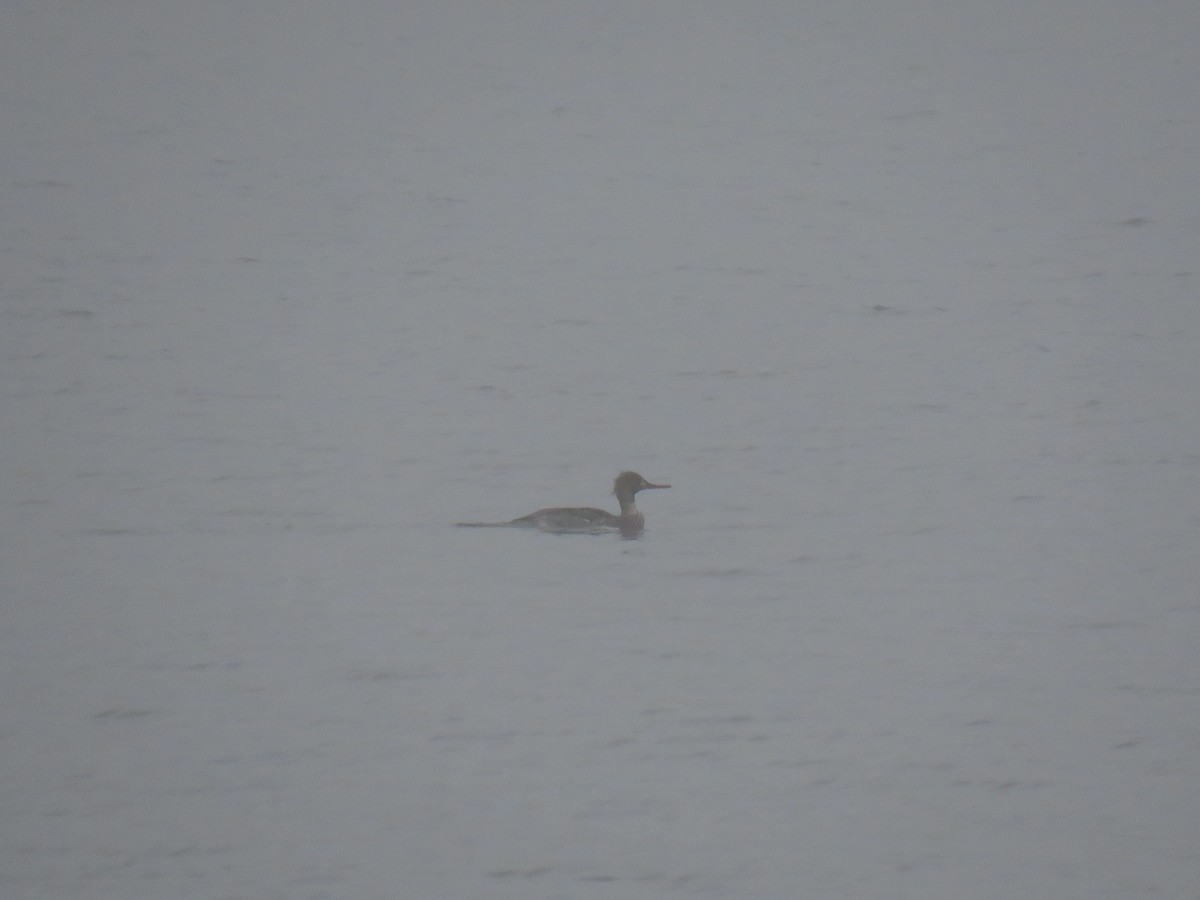 Сэвгэр бохио - ML646491178