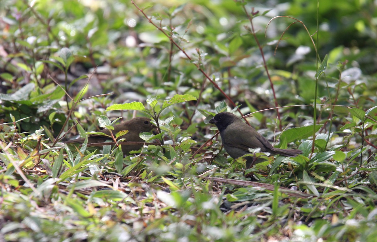 Потрост чорноволий - ML646491180