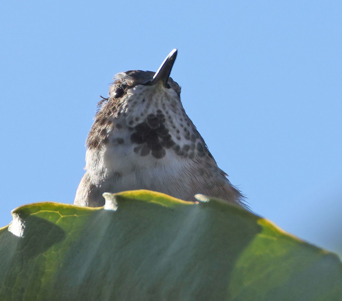 Allen's Hummingbird - ML646491181