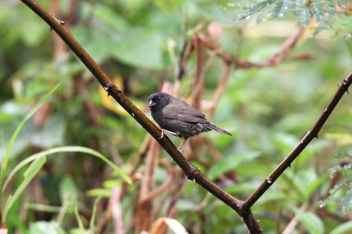 Потрост чорноволий - ML646491182