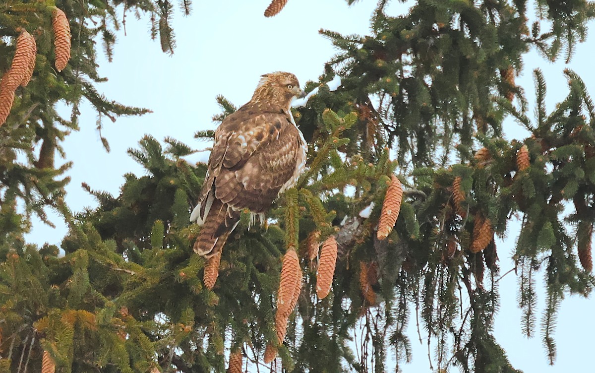 Red-tailed Hawk - ML646491183