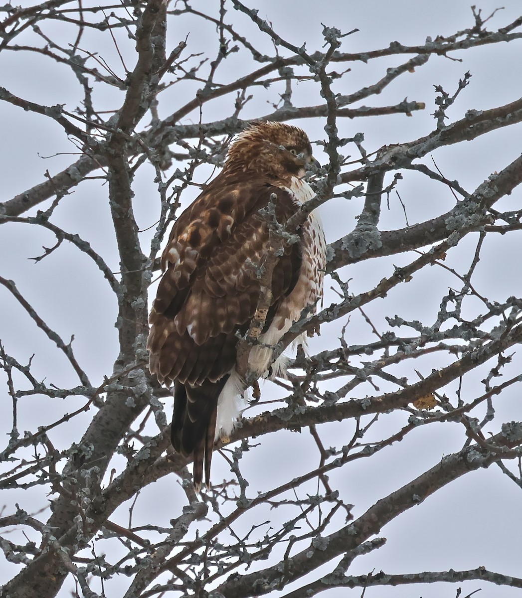 Red-tailed Hawk - ML646491184