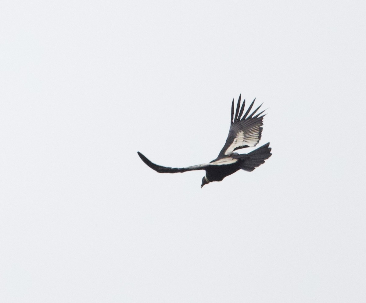 Андский кондор - ML646491190