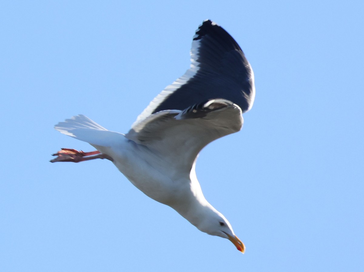 Western Gull - ML646491195