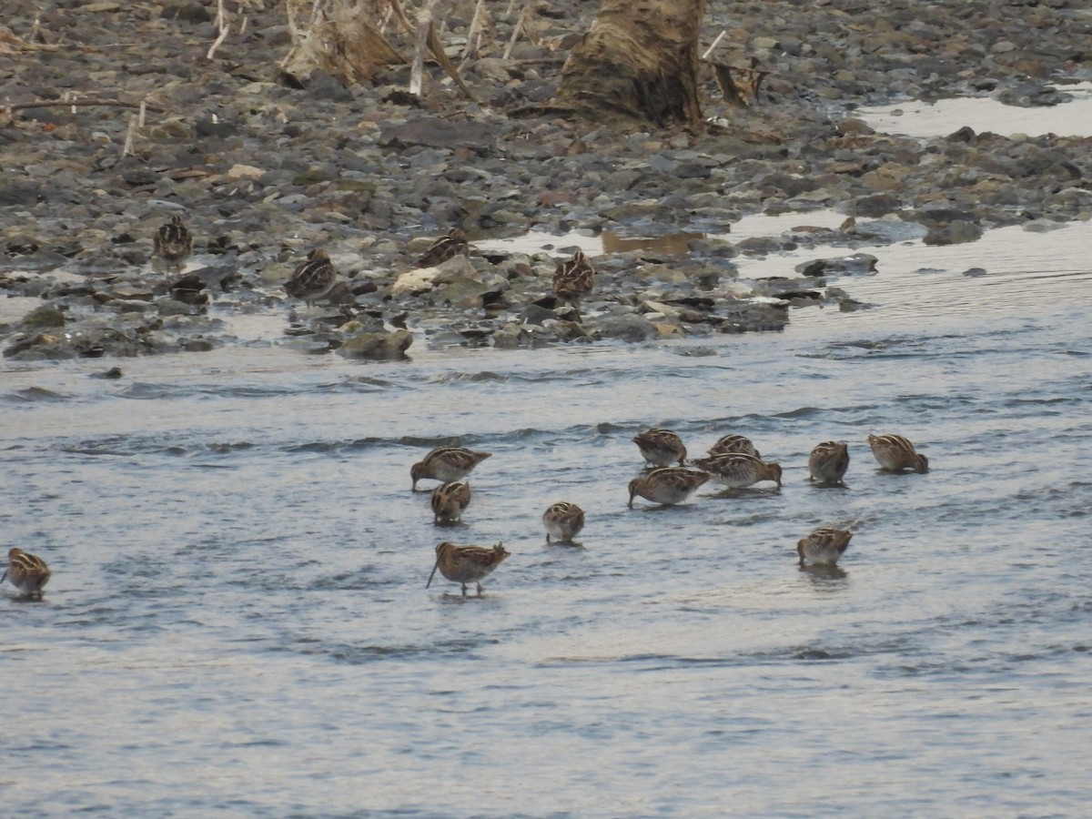 Wilson's Snipe - ML646491198