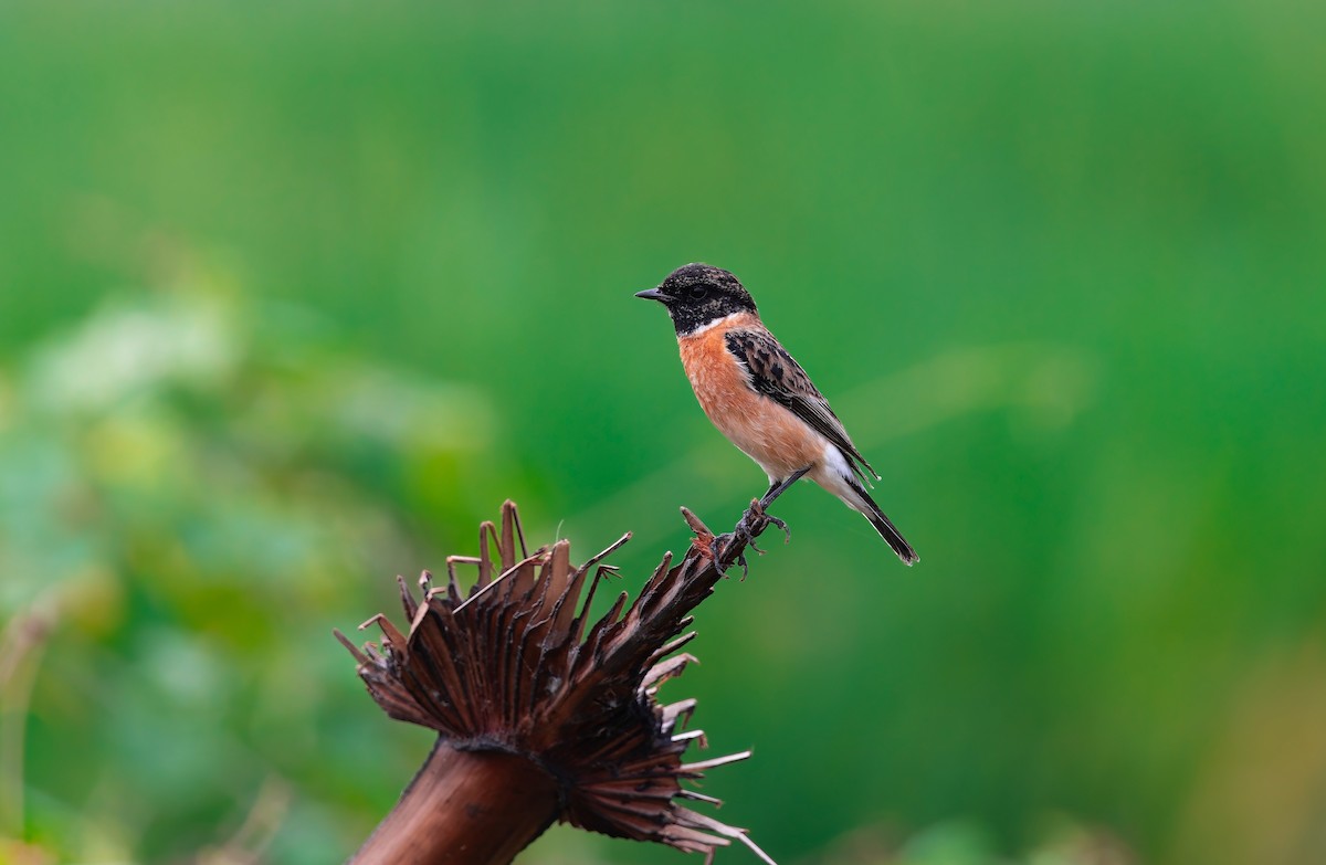 Siberian Stonechat - ML646491200