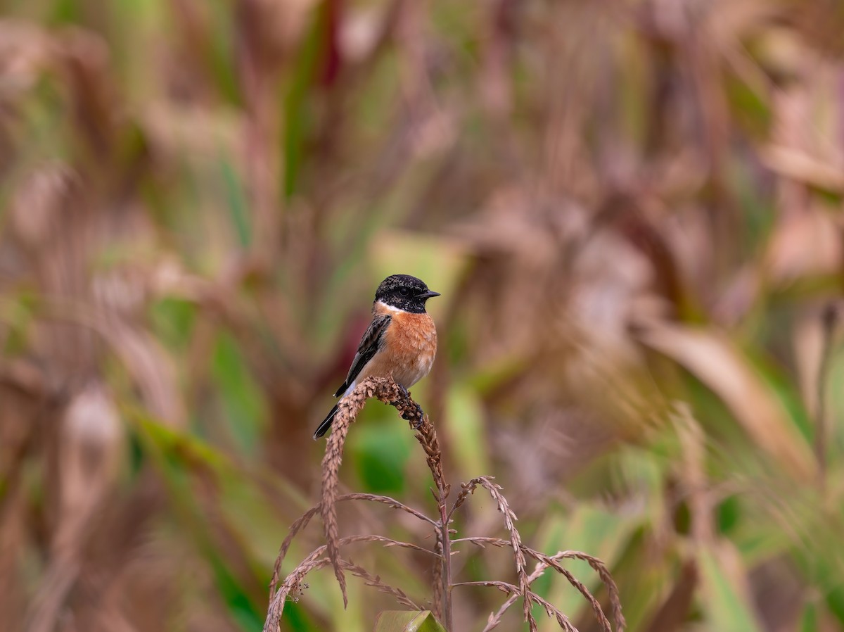 Siberian Stonechat - ML646491201