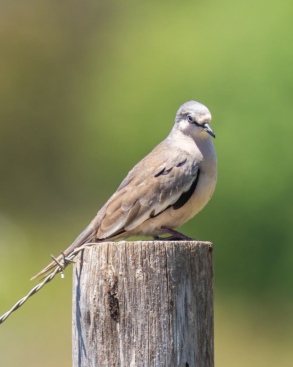 holoubek pikui - ML646491203