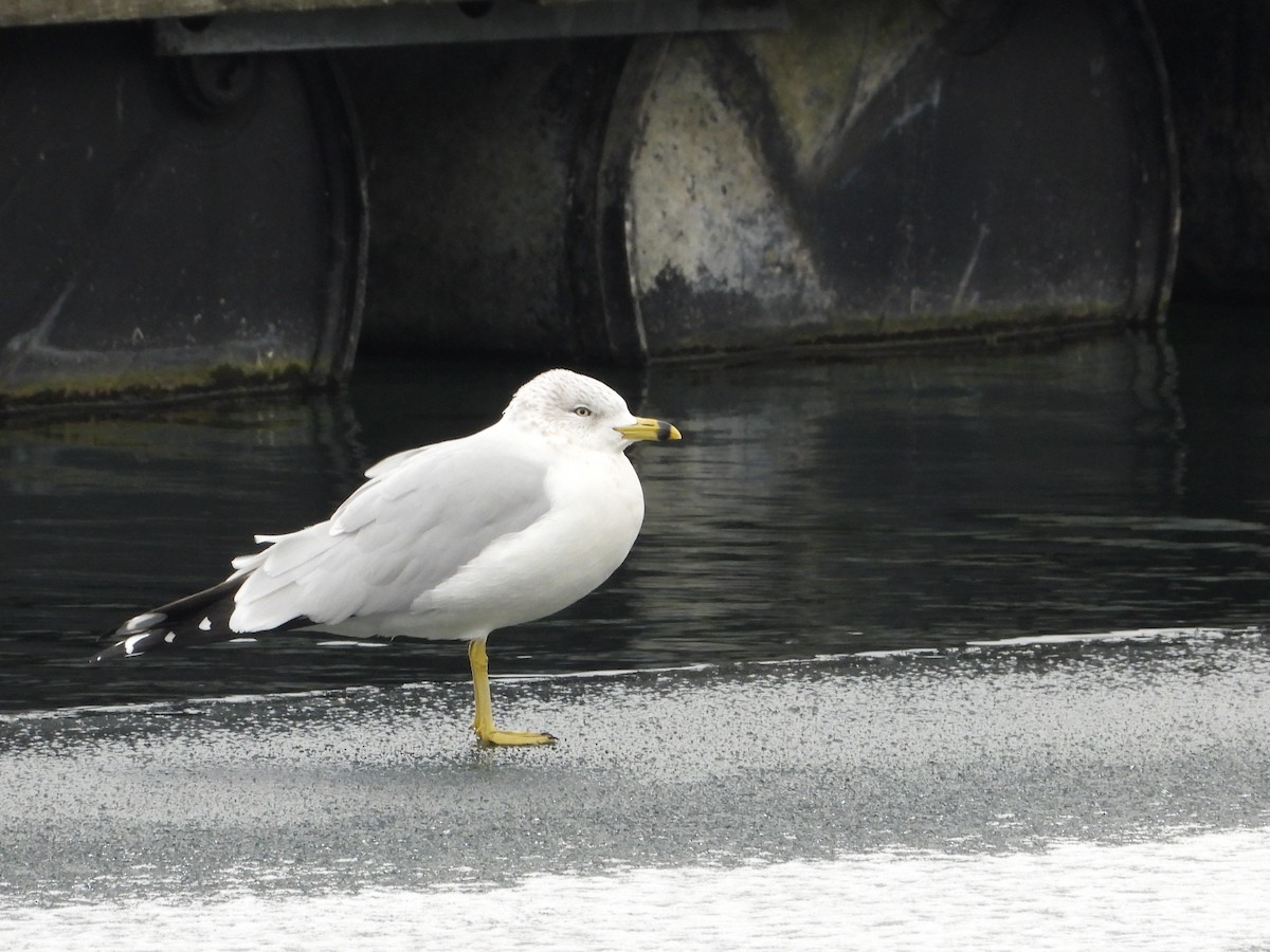 Ring-billed Gull - ML646491204