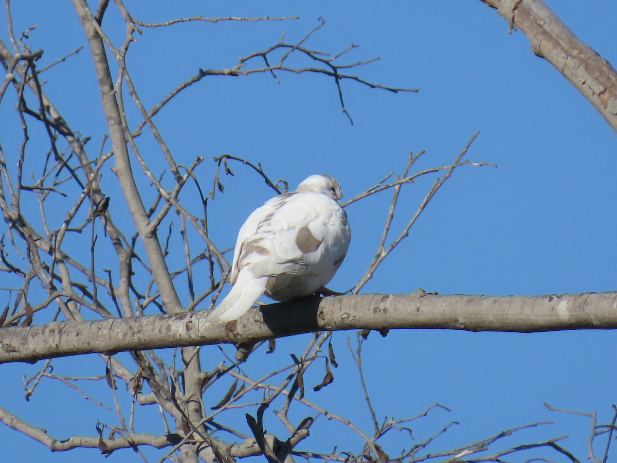 Eurasian Collared-Dove - ML646491205