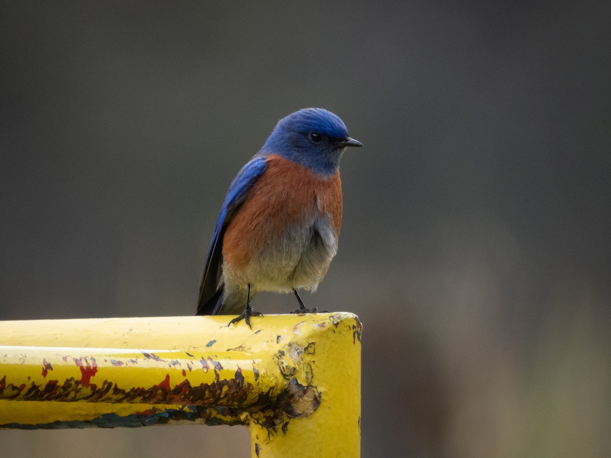 Western Bluebird - ML646491207