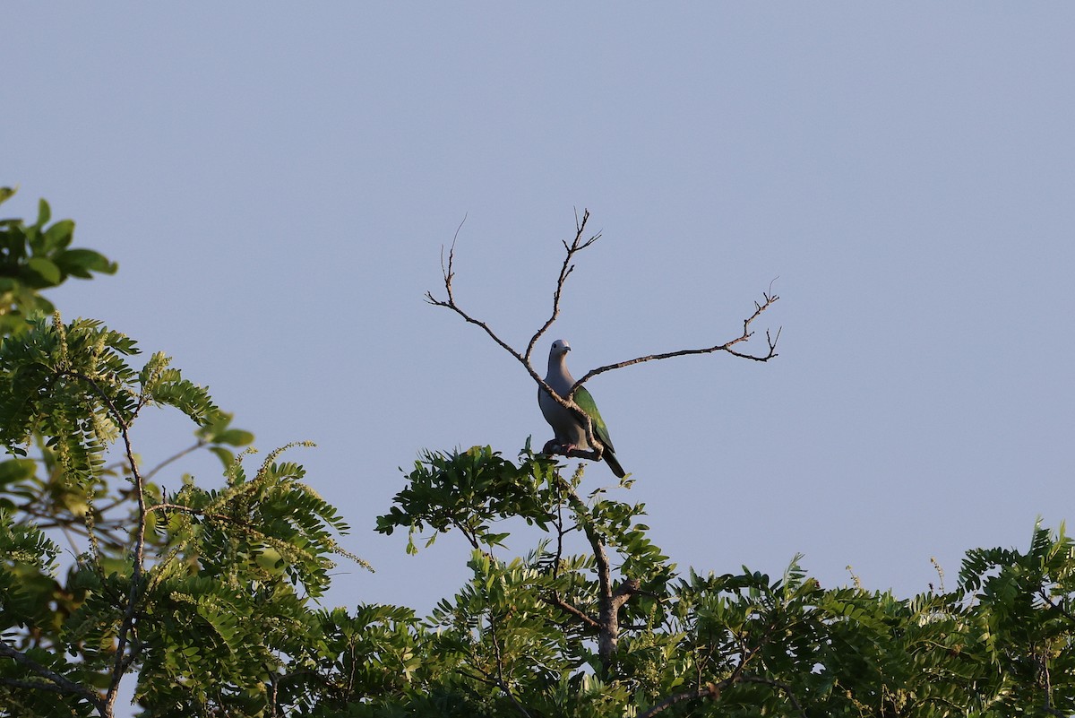 Yeşil Has Güvercin - ML646491208