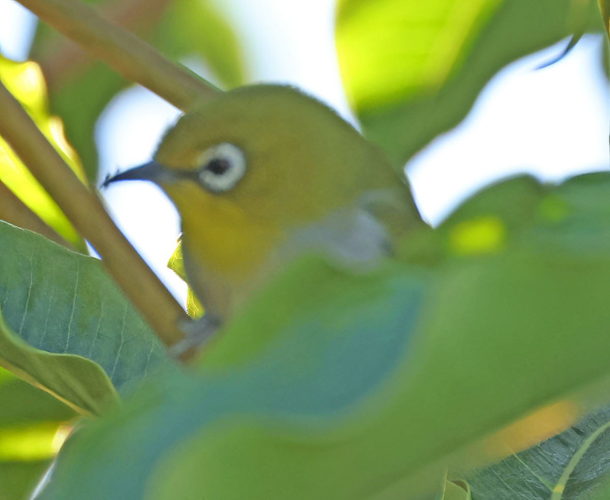 Swinhoe's White-eye - ML646491211