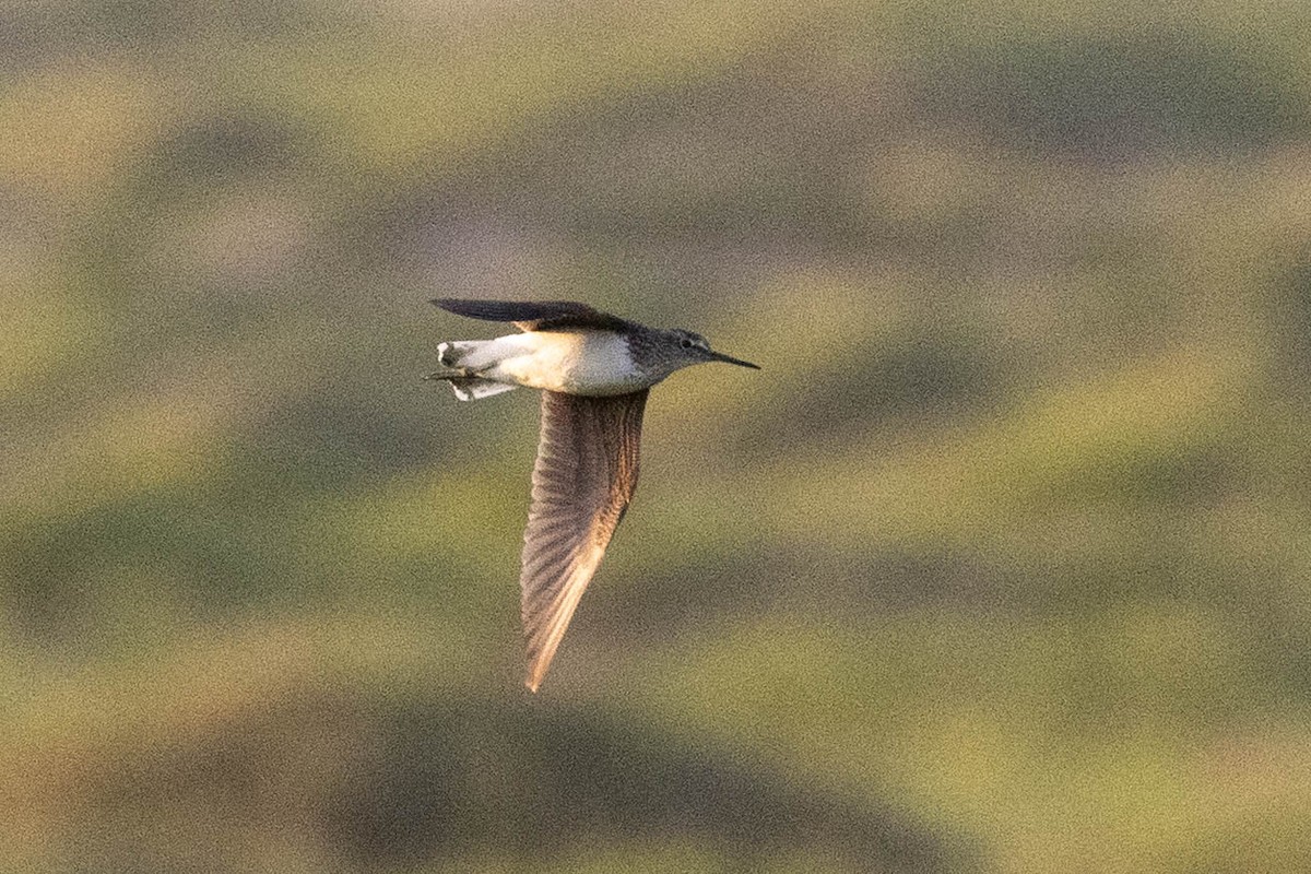 vodouš kropenatý - ML646491212