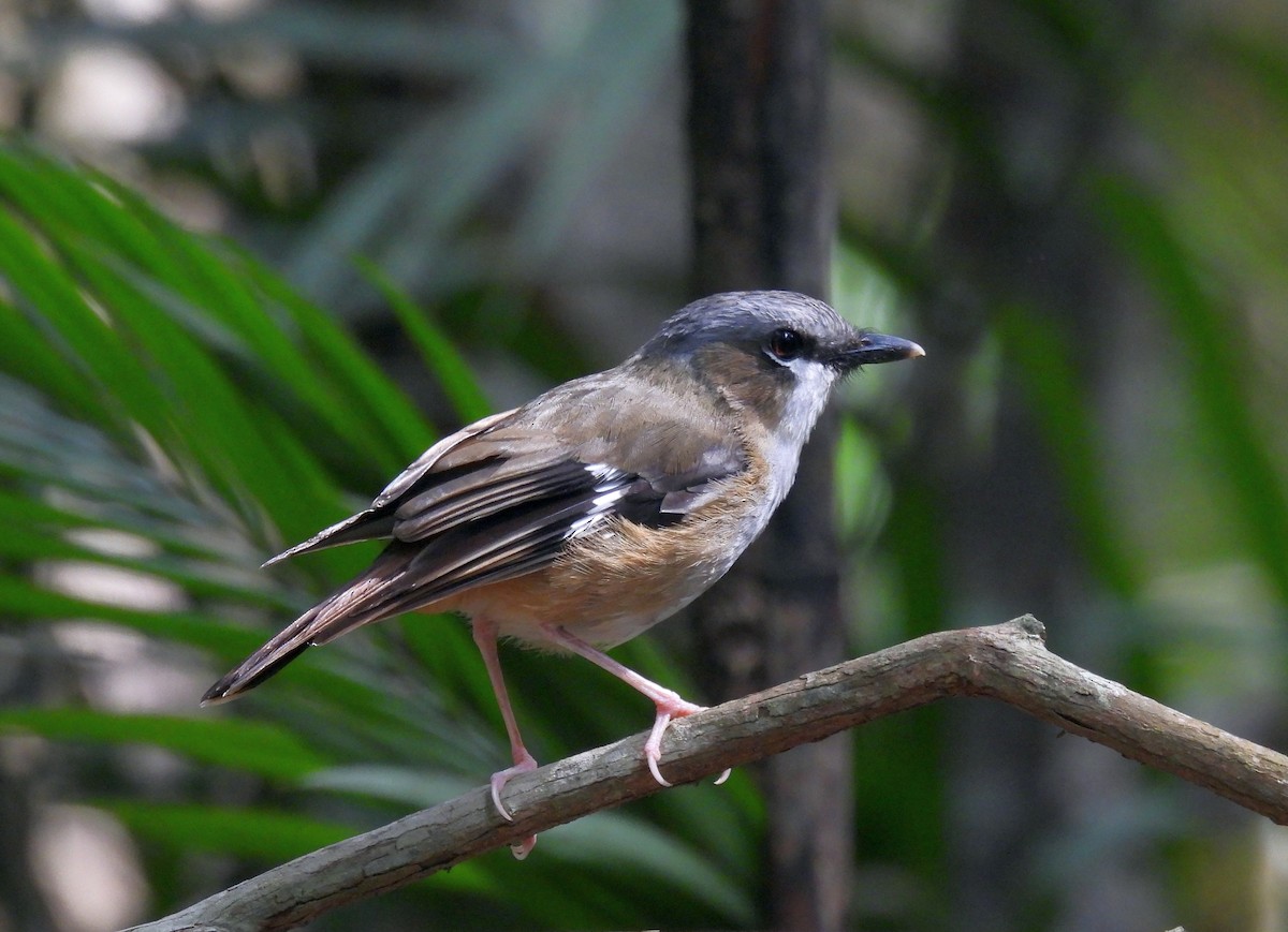 Gray-headed Robin - ML646491213