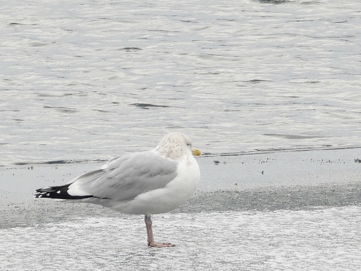 American Herring Gull - ML646491214