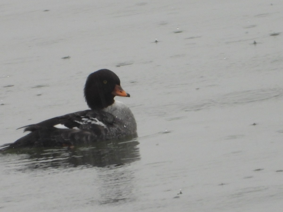 Barrow's Goldeneye - ML646491215