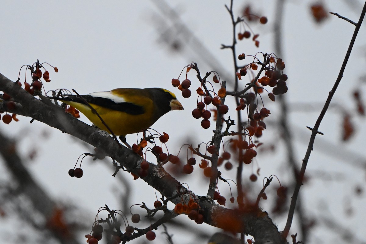 dlask žlutočelý - ML646491216