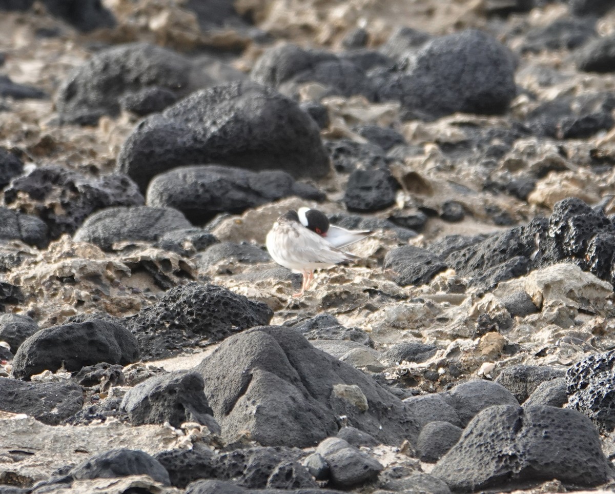 Hooded Plover - ML646491217