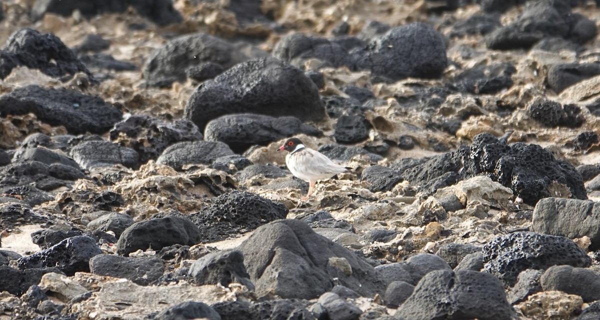 Hooded Plover - ML646491218