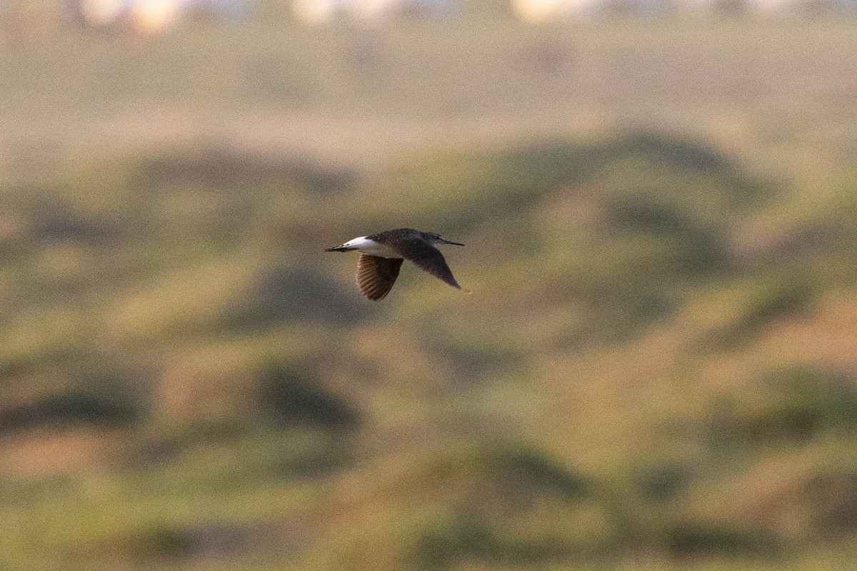 vodouš kropenatý - ML646491221