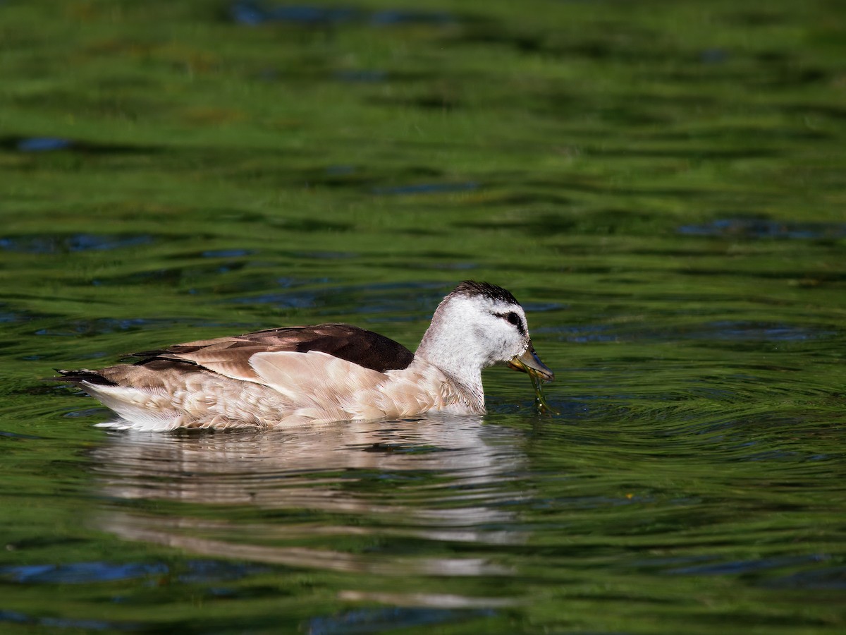 Хлопковый блестящий чирок - ML646491226