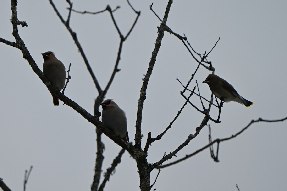 brkoslav severní - ML646491228