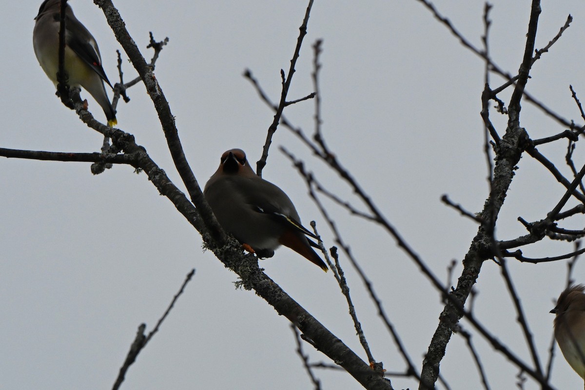 brkoslav severní - ML646491229