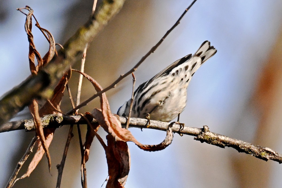 Black-and-white Warbler - ML646491230
