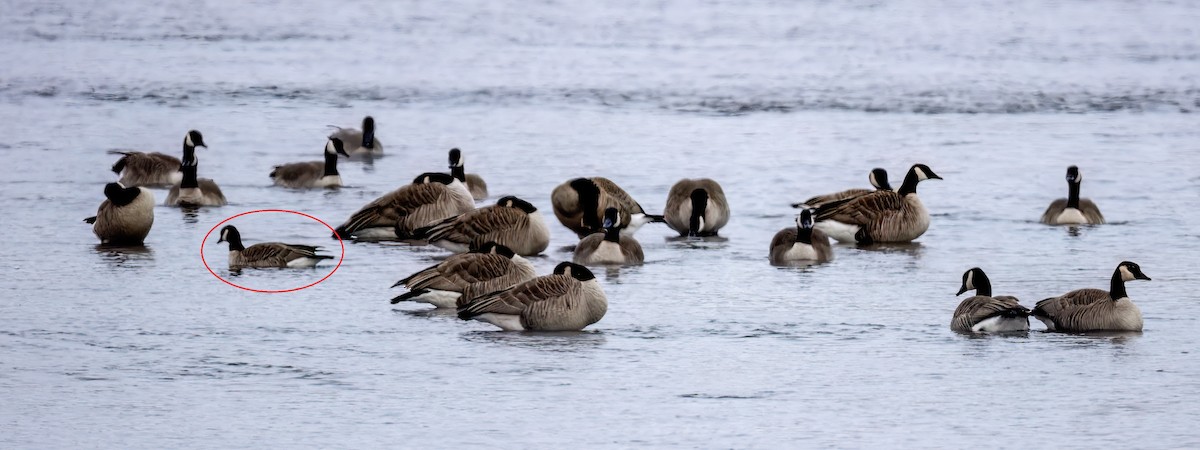 Cackling Goose - ML646491232