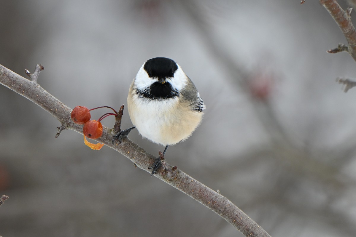 sýkora černohlavá - ML646491235