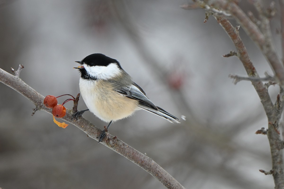 sýkora černohlavá - ML646491236