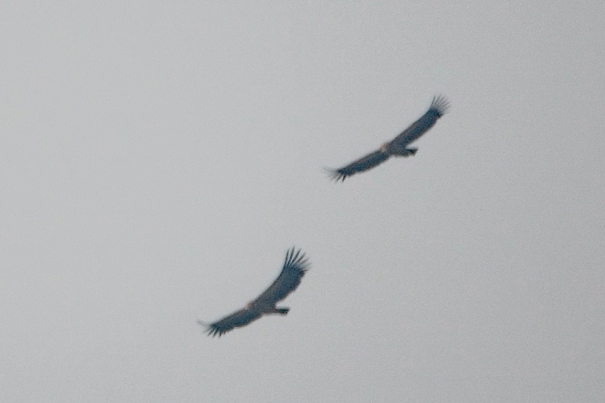 Himalayan Griffon - ML646491237