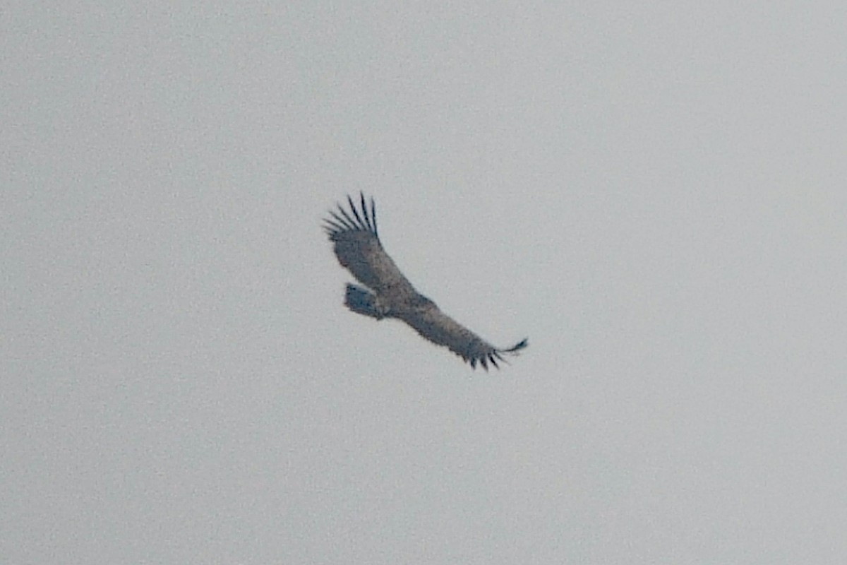 Himalayan Griffon - ML646491238
