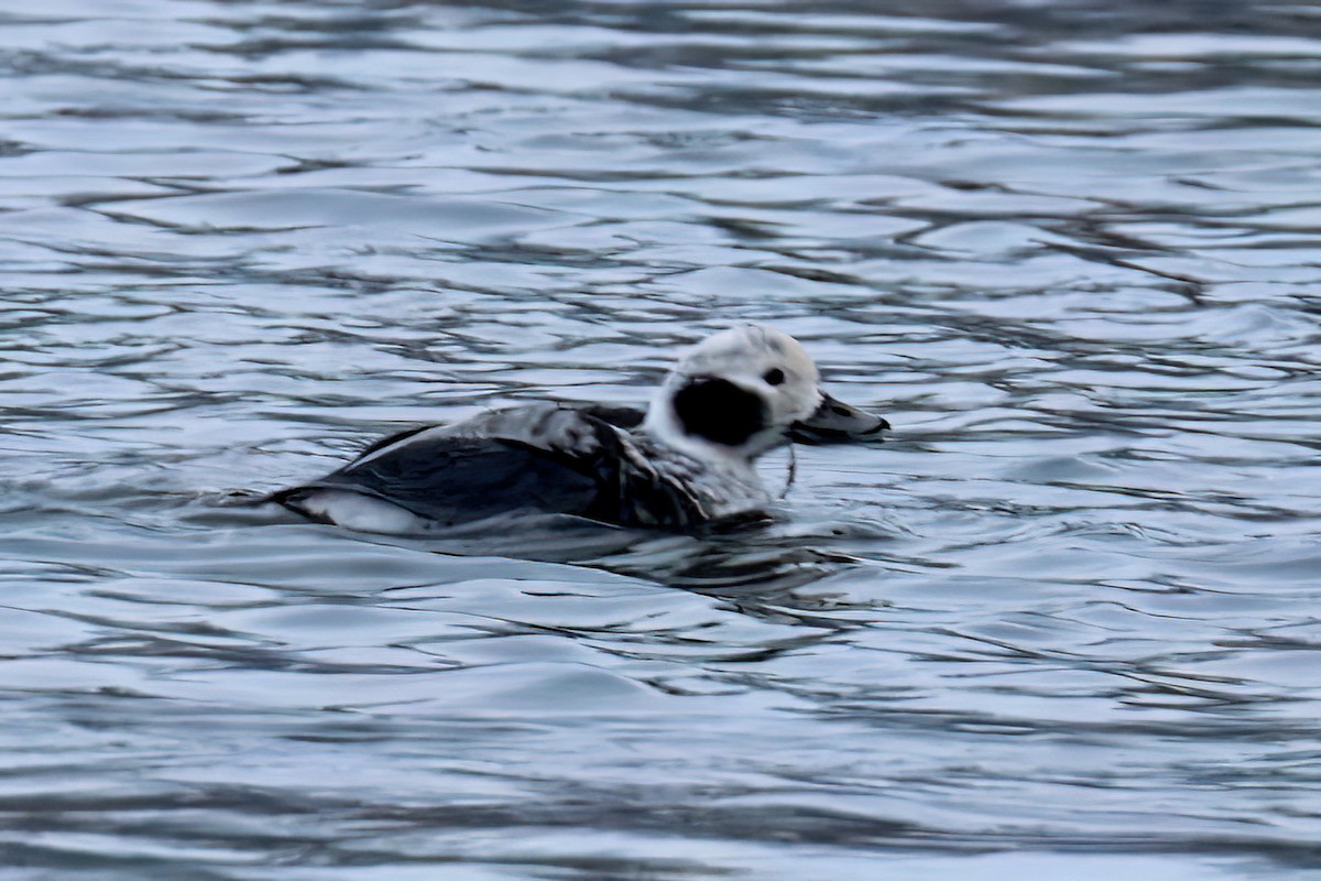 Long-tailed Duck - ML646491242