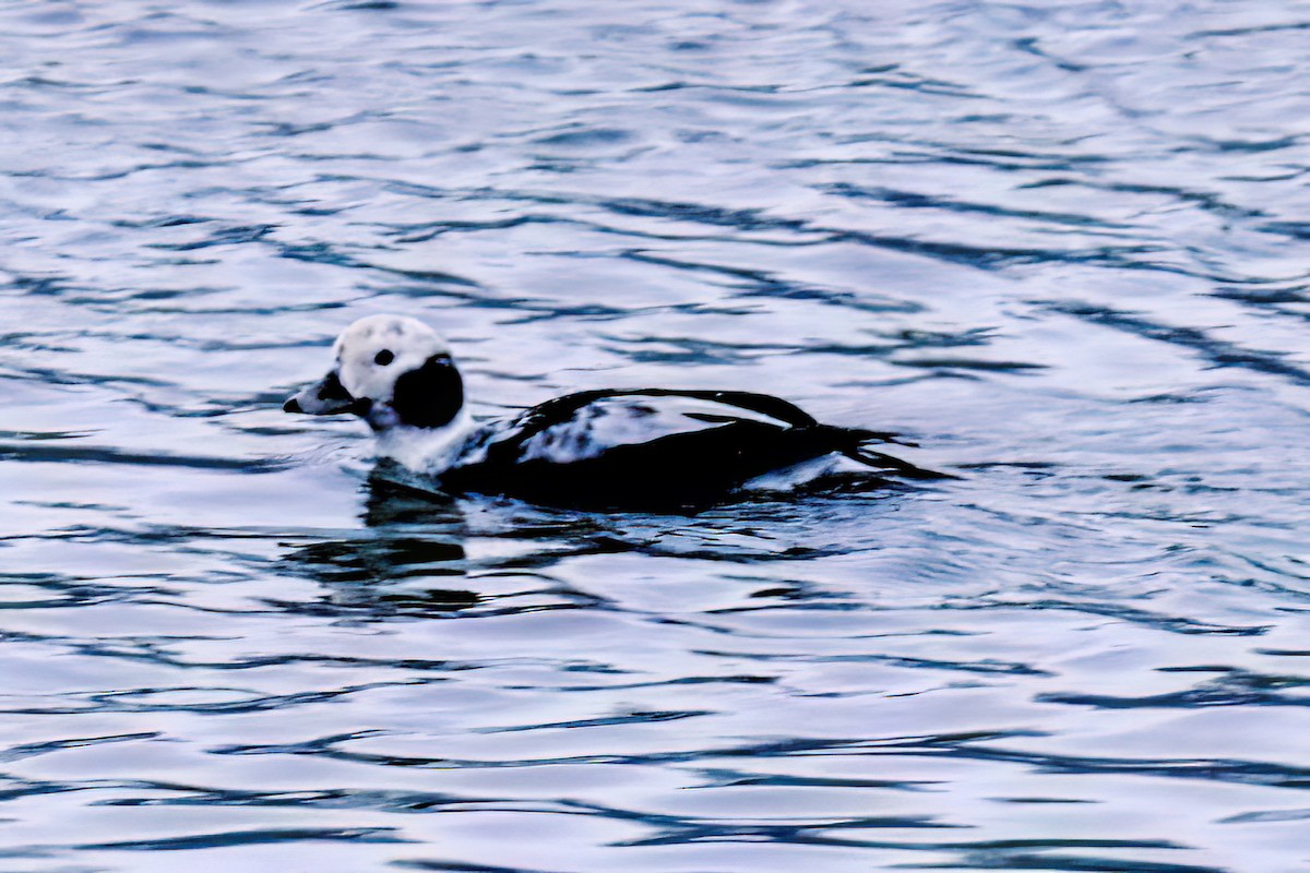 Long-tailed Duck - ML646491243