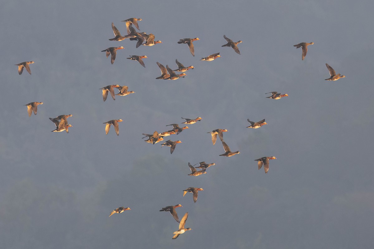 Мандаринка - ML646491244