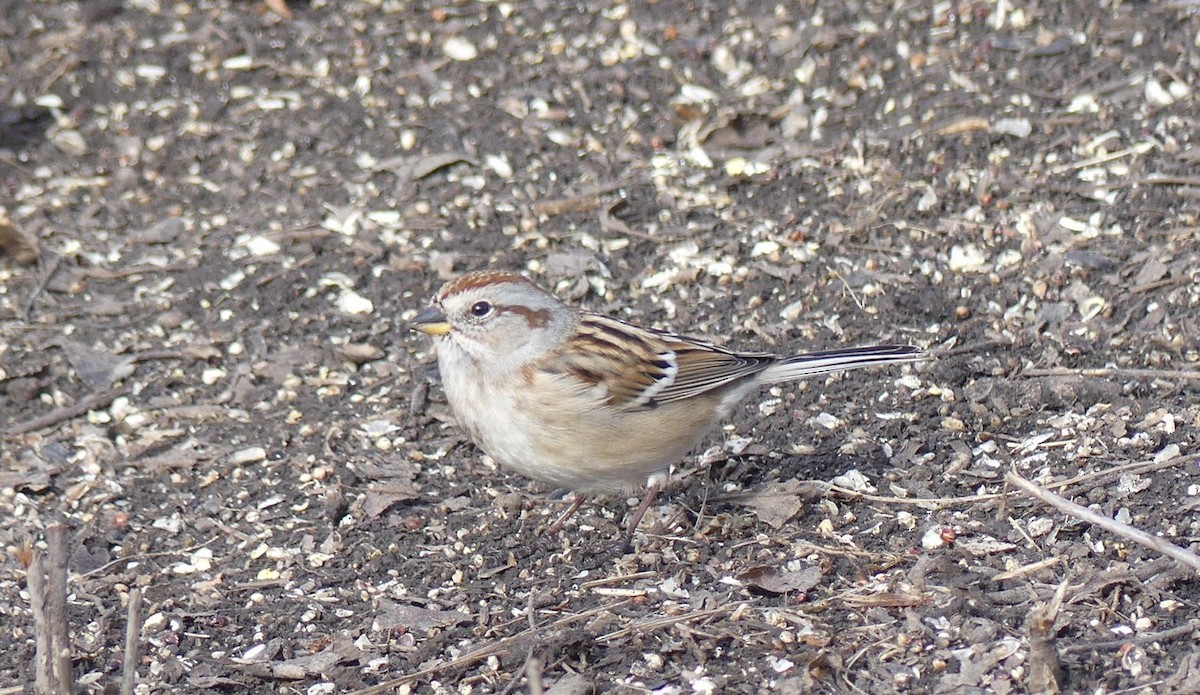 American Tree Sparrow - ML646491246