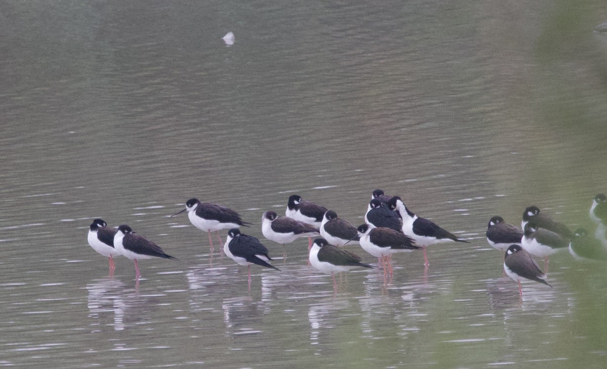 クロエリセイタカシギ - ML646491248