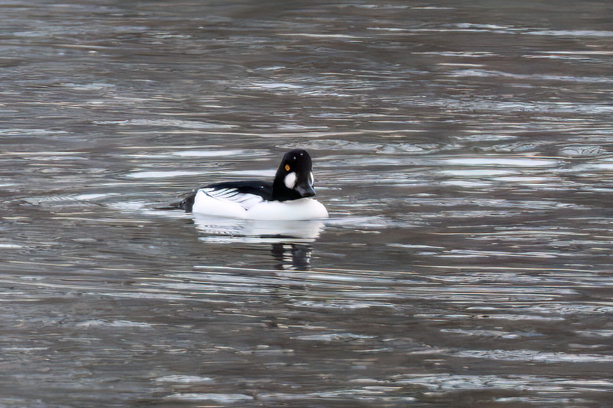 Common Goldeneye - ML646491249